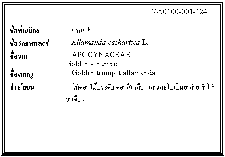 กล่องข้อความ: 7-50100-001-124 ชื่อพื้นเมือง : บานบุรี ชื่อวิทยาศาสตร์ : Allamanda cathartica L. ชื่อวงศ์ : APOCYNACEAE Golden - trumpet ชื่อสามัญ : Golden trumpet allamanda ประโยชน์ : ไม้ดอกไม้ประดับ ดอกสีเหลือง เถาและใบเป็นยาถ่าย ทำให้อาเจียน